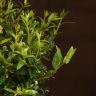 Мирт 40/12 фото 4 &mdash; Luxury Plants