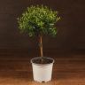 Мирт 40/12 фото 1 &mdash; Luxury Plants