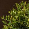 Мирт 40/12 фото 5 &mdash; Luxury Plants