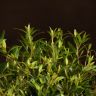 Мирт 40/12 фото 2 &mdash; Luxury Plants