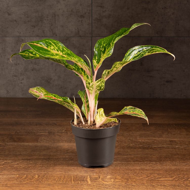 Аглаонема Баттерфлай 35/12 фото 1 &mdash; Luxury Plants