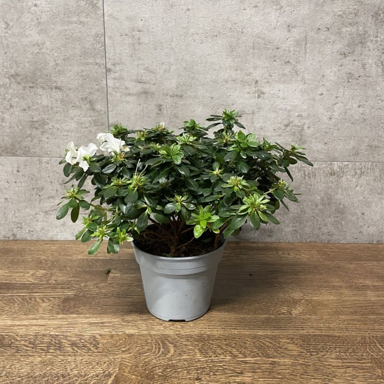 Азалия белая д12 отцветшая (уценка) фото 1 &mdash; Luxury Plants