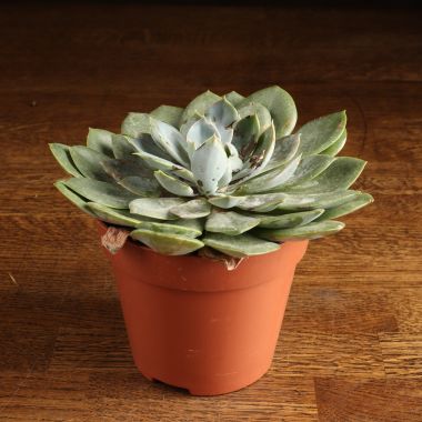 Эхеверия  Гилана д12 уценка &mdash; Luxury Plants