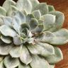 Эхеверия  Гилана д12 уценка фото 2 &mdash; Luxury Plants