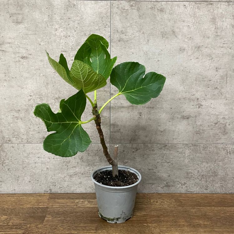 Инжир д14 уценка фото 1 &mdash; Luxury Plants