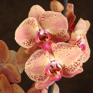 Орхидея Фаленопсис Дикий Персик 2 ст &mdash; Luxury Plants