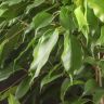 Фикус Бенджамина Анастасия 100/21 фото 2 &mdash; Luxury Plants