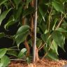 Фикус Бенджамина Анастасия 100/21 фото 3 &mdash; Luxury Plants