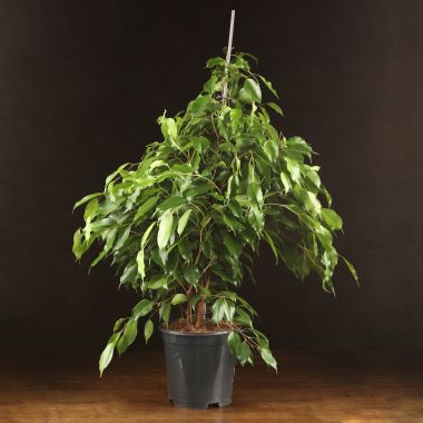 Фикус Бенджамина Анастасия 100/21 &mdash; Luxury Plants