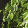 Фикус Бенджамина Анастасия 100/21 фото 4 &mdash; Luxury Plants