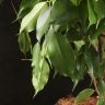 Фикус Бенджамина Анастасия 100/21 фото 5 &mdash; Luxury Plants
