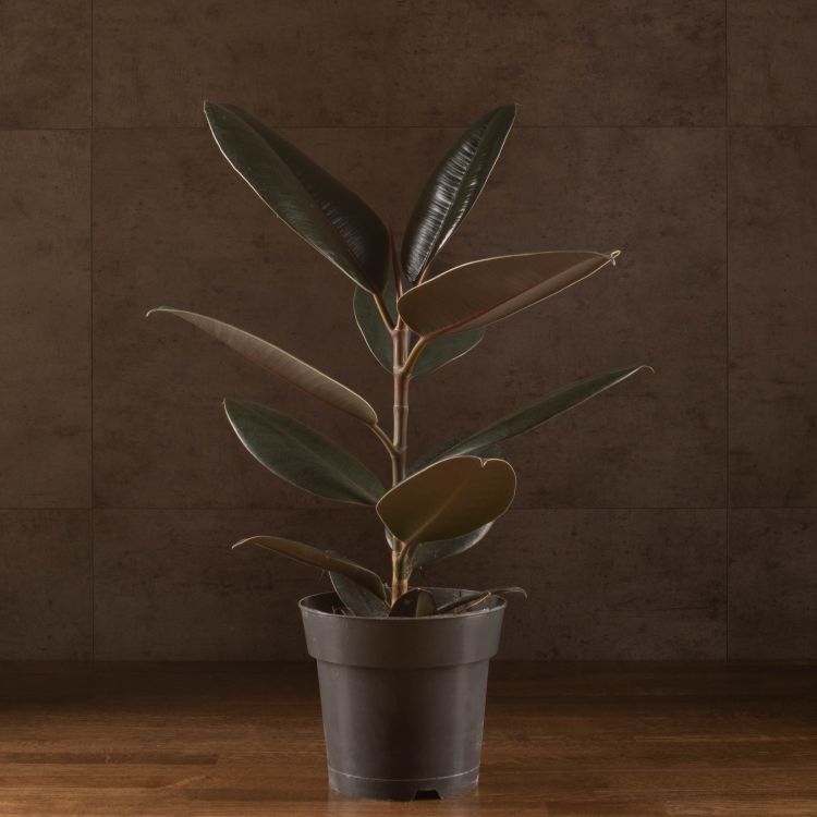 Фикус Эластика Абиджан 55/16 фото 1 &mdash; Luxury Plants