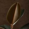 Фикус Эластика Абиджан 55/16 фото 4 &mdash; Luxury Plants