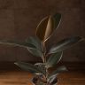 Фикус Эластика Абиджан 55/16 фото 5 &mdash; Luxury Plants