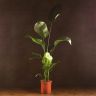 Стрелиция 140/24 фото 1 &mdash; Luxury Plants