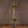Драцена Маргината Маджента 2 ствола 130/21 фото 1 &mdash; Luxury Plants