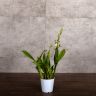 Орхидея Брассия Шелоб Толкиен д12 фото 2 &mdash; Luxury Plants