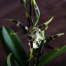 Орхидея Брассия Шелоб Толкиен д12 фото 3 &mdash; Luxury Plants