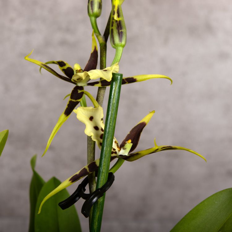 Орхидея Брассия Шелоб Толкиен д12 фото 1 &mdash; Luxury Plants