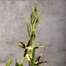Орхидея Брассия Шелоб Толкиен д12 фото 4 &mdash; Luxury Plants