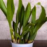 Орхидея Брассия Шелоб Толкиен д12 фото 5 &mdash; Luxury Plants