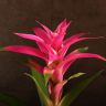 Гузмания розовая 50/12 фото 2 &mdash; Luxury Plants