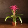 Гузмания розовая 50/12 фото 1 &mdash; Luxury Plants