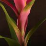 Гузмания розовая 50/12 фото 4 &mdash; Luxury Plants