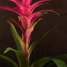 Гузмания розовая 50/12 фото 3 &mdash; Luxury Plants