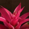 Гузмания розовая 50/12 фото 5 &mdash; Luxury Plants