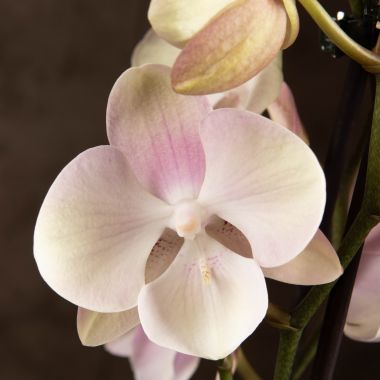 Орхидея Фаленопсис Биг Лип Венецианский Карнавал 2 ст &mdash; Luxury Plants