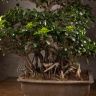 Бонсай Фикус 100 см фото 2 &mdash; Luxury Plants