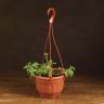 Петуния подвесная д23 уценка фото 1 &mdash; Luxury Plants