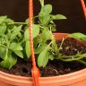 Петуния подвесная д23 уценка фото 5 &mdash; Luxury Plants