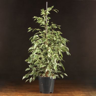 Фикус Бенджамина Твайлайт 100/21 &mdash; Luxury Plants
