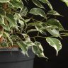 Фикус Бенджамина Твайлайт 100/21 фото 4 &mdash; Luxury Plants