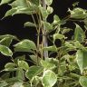 Фикус Бенджамина Твайлайт 100/21 фото 5 &mdash; Luxury Plants
