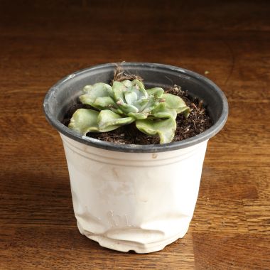 Эхеверия Голубые Кудри д12 уценка &mdash; Luxury Plants