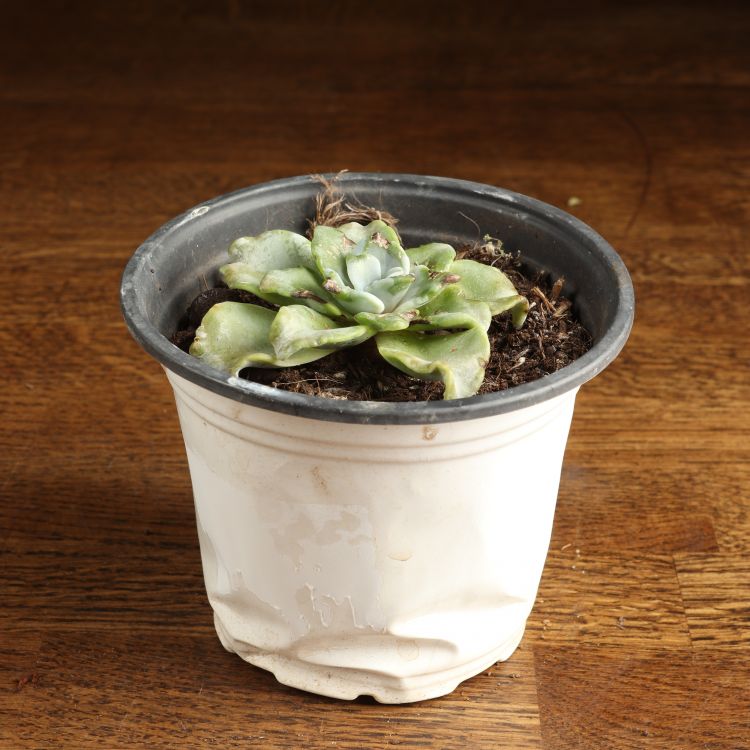 Эхеверия Голубые Кудри д12 уценка фото 1 &mdash; Luxury Plants
