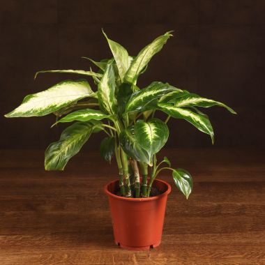 Диффенбахия Камилла 35/12 &mdash; Luxury Plants