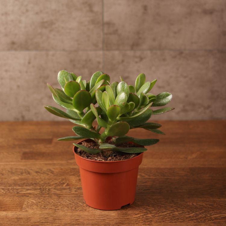 Крассула Овата 25/12 фото 1 &mdash; Luxury Plants