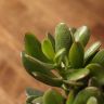 Крассула Овата 25/12 фото 4 &mdash; Luxury Plants
