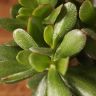 Крассула Овата 25/12 фото 2 &mdash; Luxury Plants
