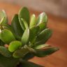 Крассула Овата 25/12 фото 3 &mdash; Luxury Plants