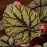 Бегония Рекс Эскаргот 25/12 фото 5 &mdash; Luxury Plants