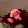 Бегония Рекс Эскаргот 25/12 фото 3 &mdash; Luxury Plants