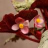 Бегония Рекс Эскаргот 25/12 фото 2 &mdash; Luxury Plants
