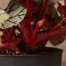 Бегония Рекс Эскаргот 25/12 фото 4 &mdash; Luxury Plants