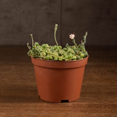 Крестовник Роули д10 &mdash; Luxury Plants