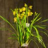 Орхидея Цимбидиум желтая D14 фото 4 &mdash; Luxury Plants